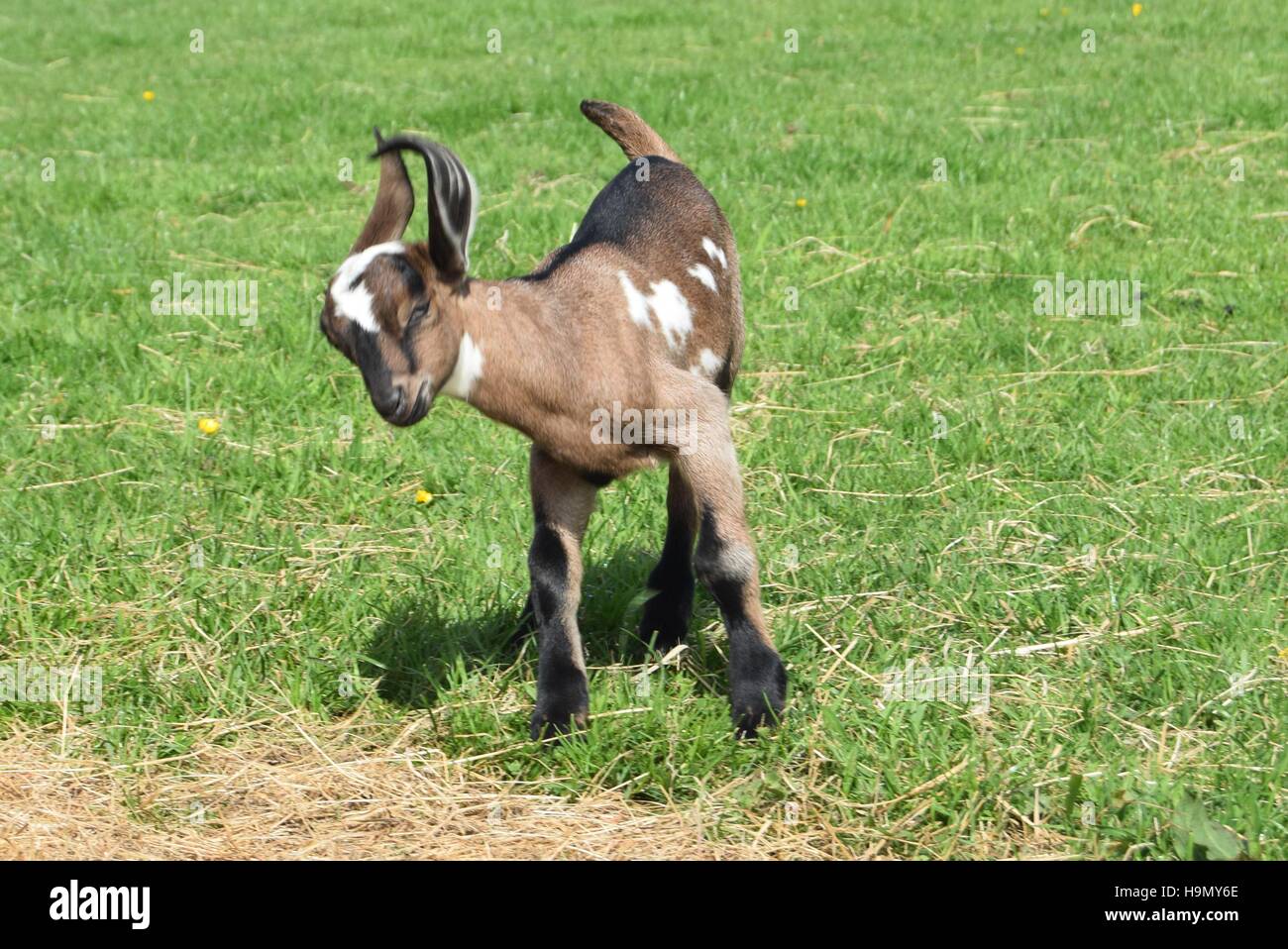 First day outside for this happy goat kid. Stock Photo