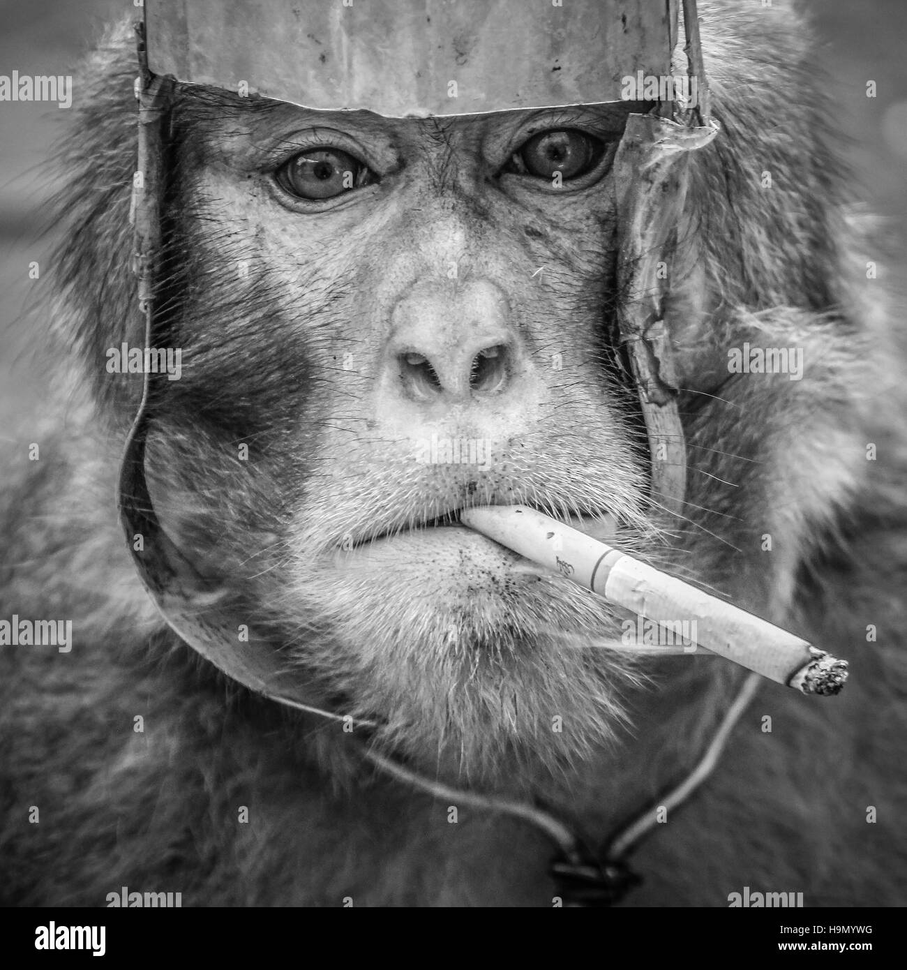 Monkey smoking Stock Photo - Alamy