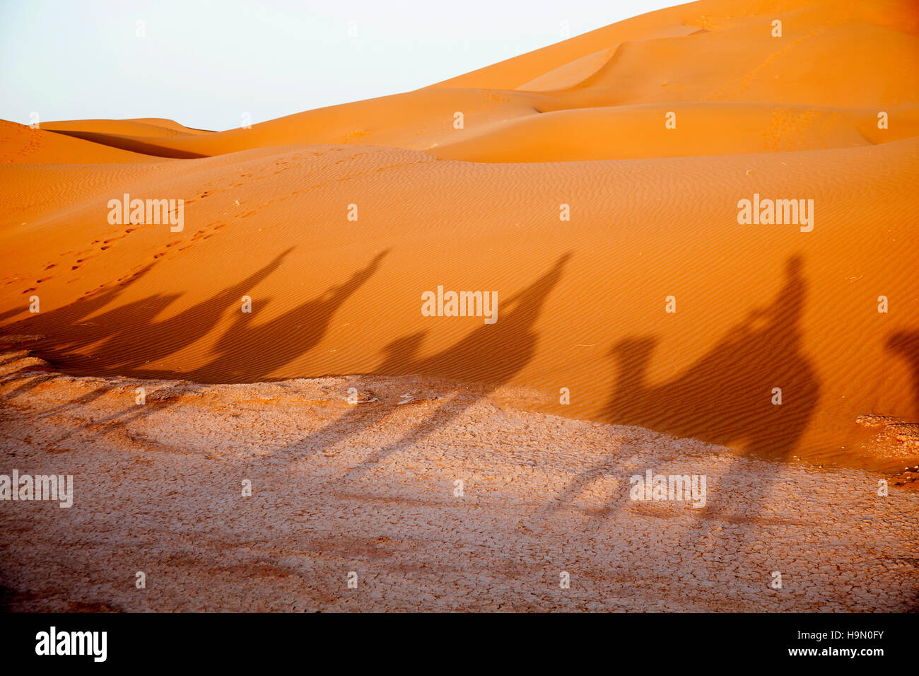 Sahara Desert camel ride. Stock Photo