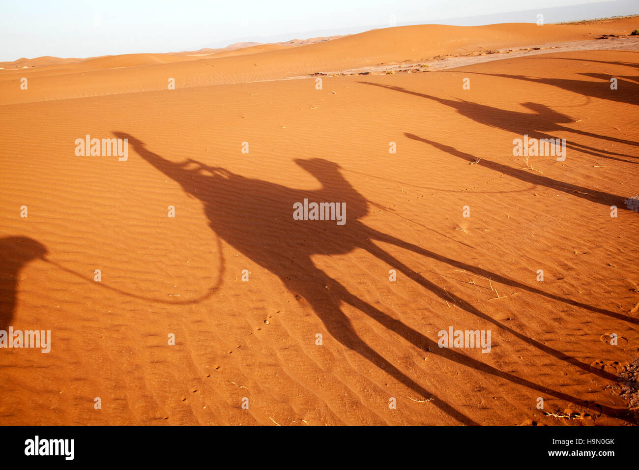 Sahara Desert camel shadows. Stock Photo
