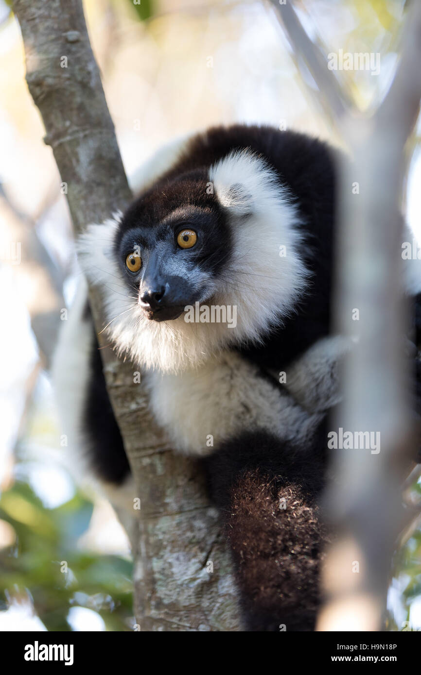Endemic Black-and-white ruffed lemur (Varecia variegata subcincta). Andasibe, Madagascar Vakona Private Reserve. Magagascar wildlife Stock Photo