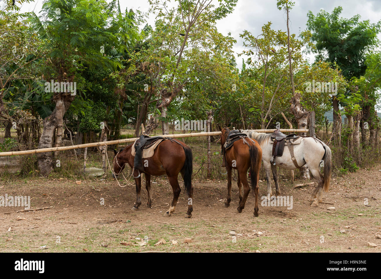 Saddled horses on Trinidad countryside in Cuba Stock Photo