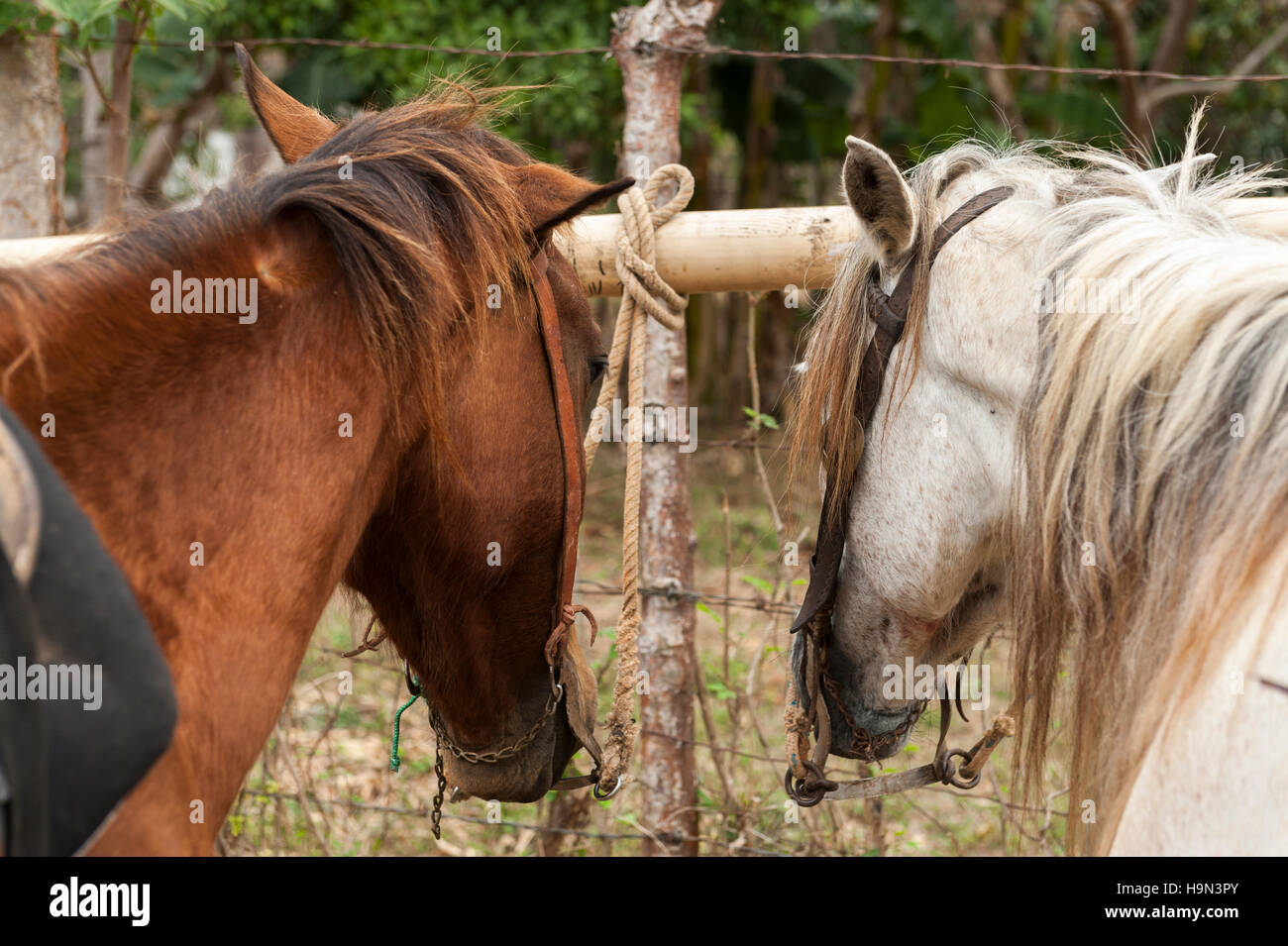 Saddled horses on Trinidad countryside in Cuba Stock Photo