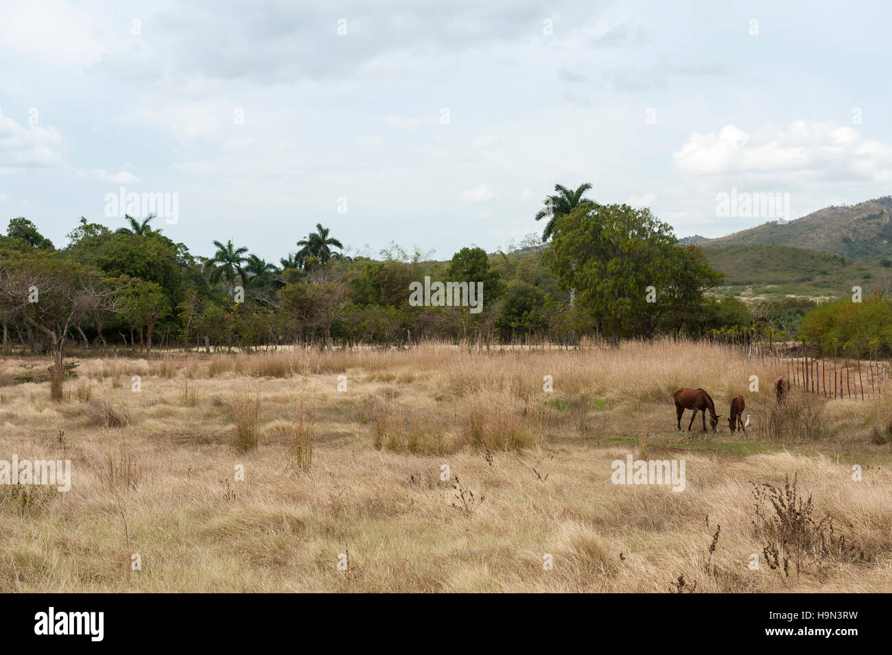 Horses on pasture landscape on Trinidad countryside Stock Photo
