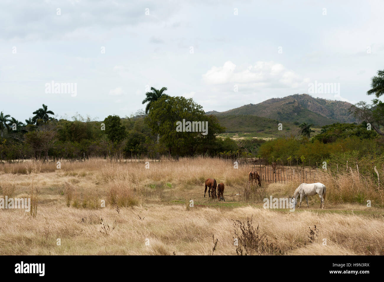 Horses on pasture landscape on Trinidad countryside Stock Photo