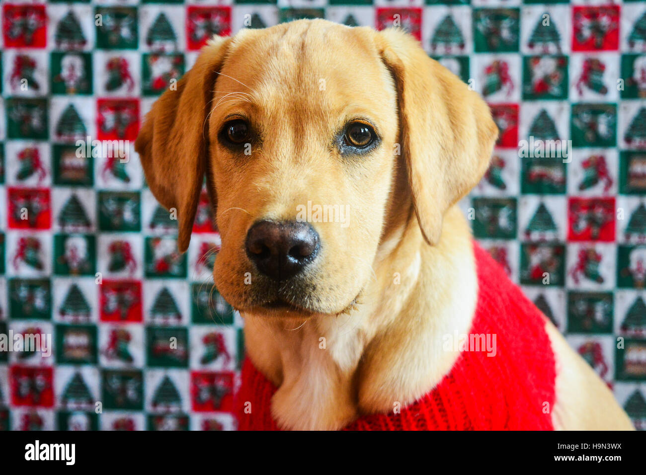 Gold labrador retriever in red sweater on christmas background Stock Photo Alamy