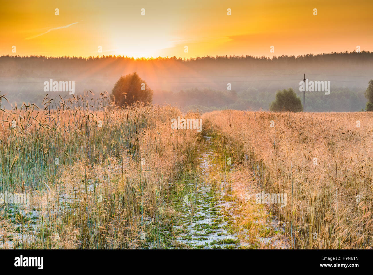 Dawn in a wheat field. Stock Photo