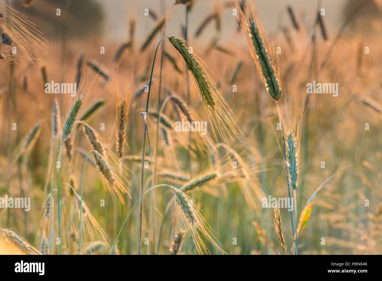 Dawn in a wheat field. Stock Photo