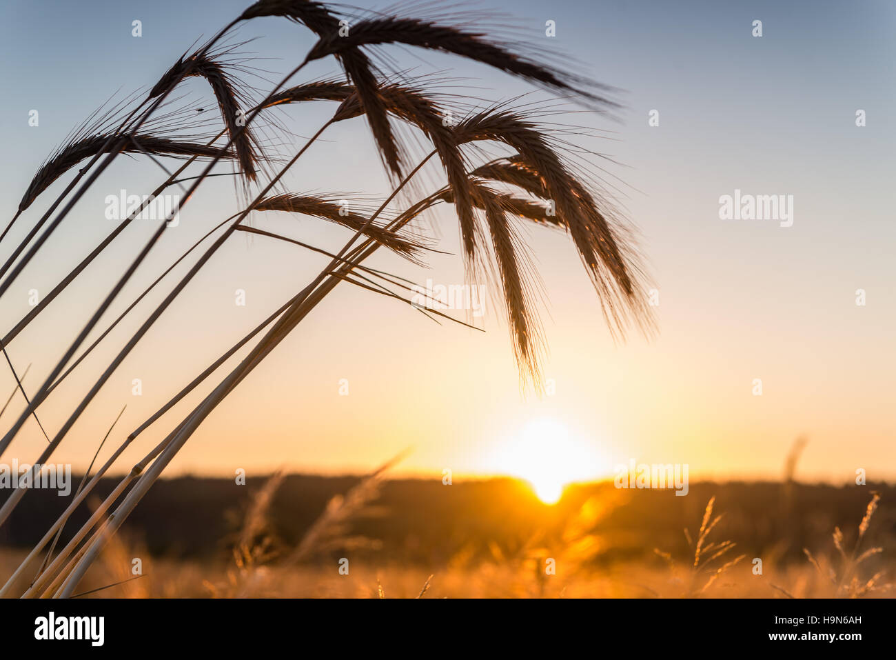 Spikes of wheat and sunrise in the field. Stock Photo
