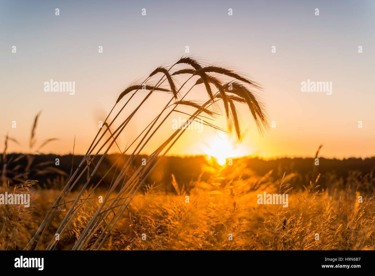 Spikes of wheat and sunrise in the field. Stock Photo