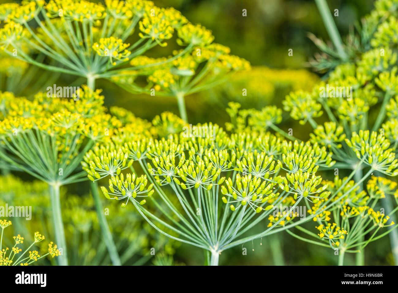 Dill flower hires stock photography and images Alamy