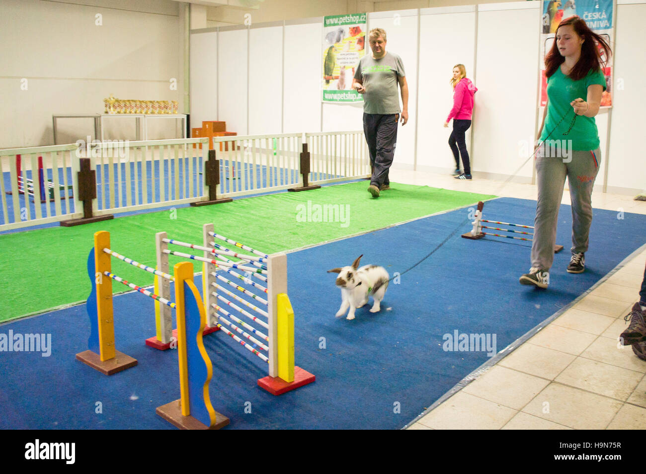 Rabbit Jumping, Hopping, Bunny Hop, National exhibition of farming