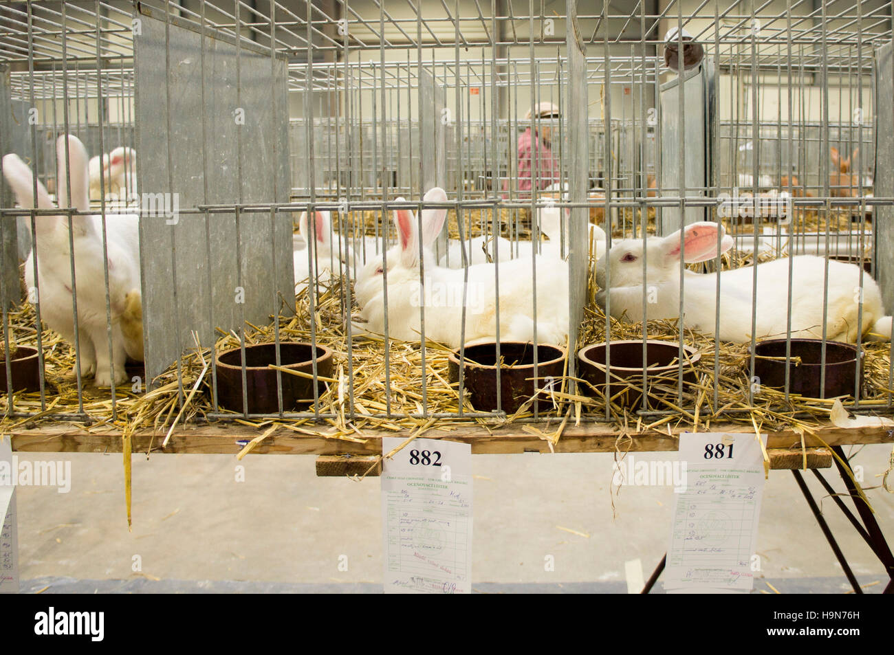 Rabbit exhibition breeding rabbits hi-res stock photography and images ...