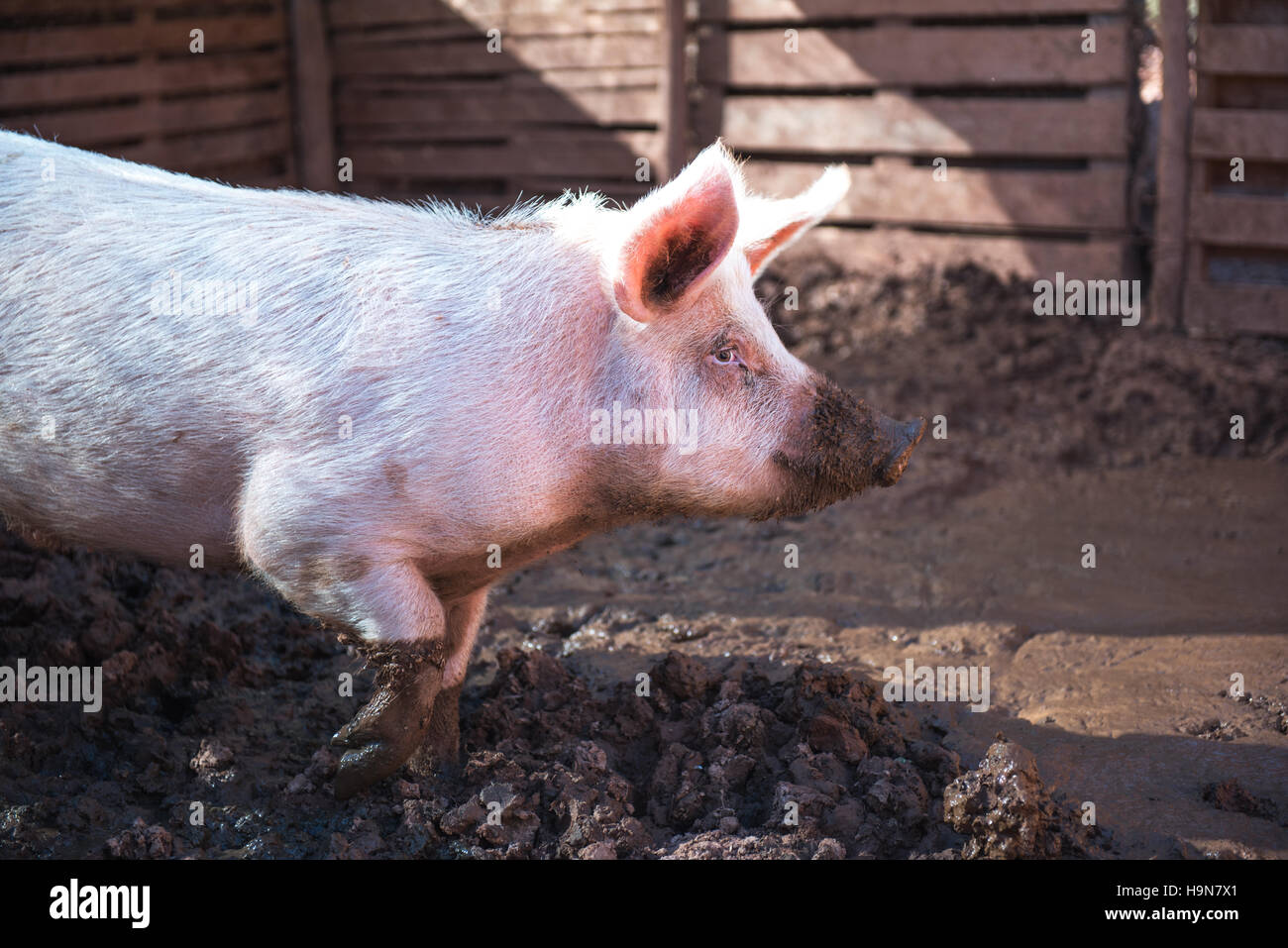 Dirty young pig in a pigsty side Stock Photo - Alamy