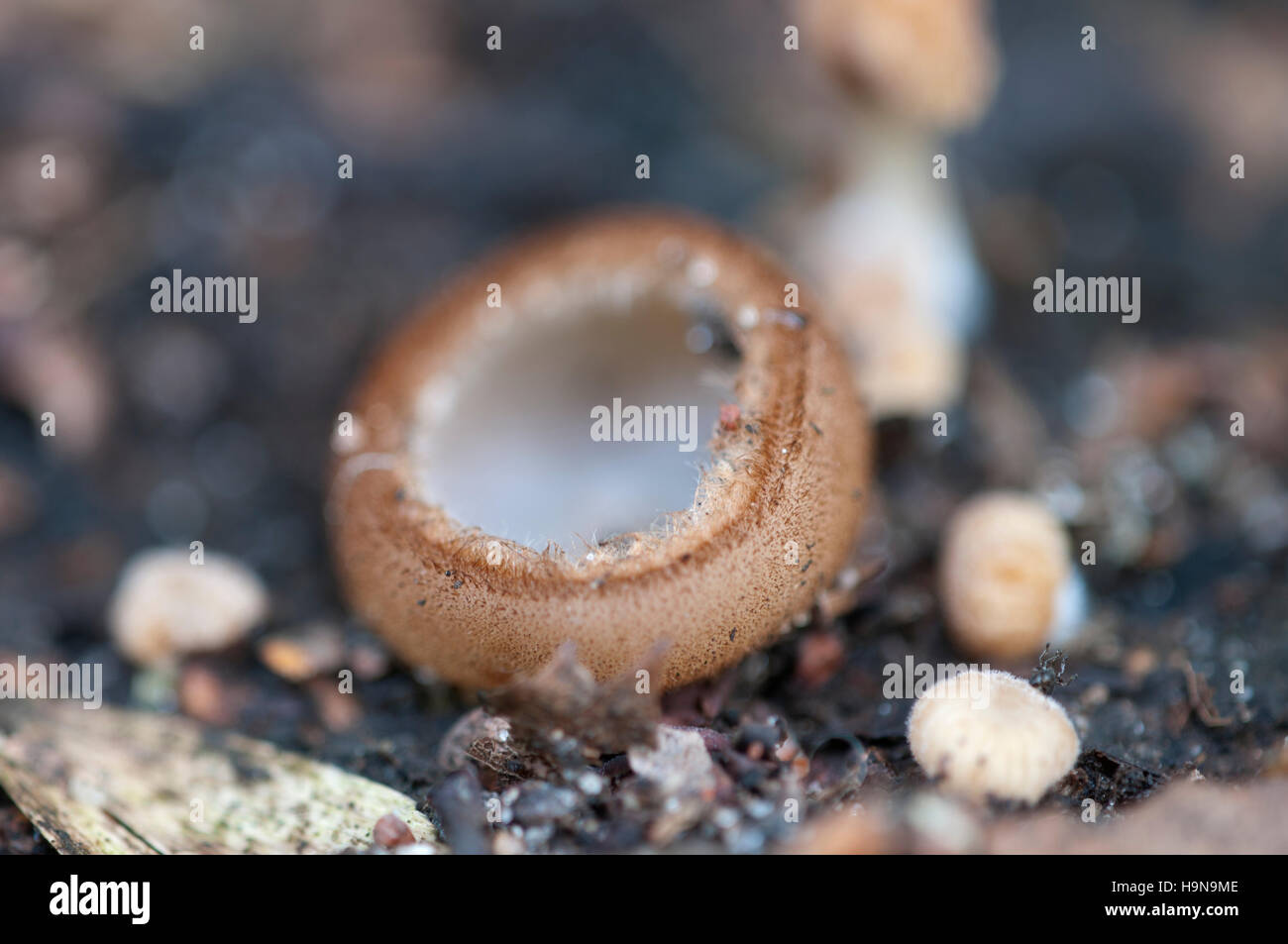 Trichophaea hemisphaerioides fungus, close up shot, local focus Stock Photo