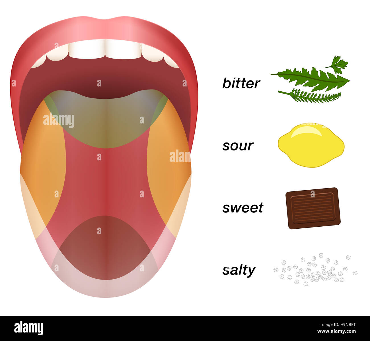 Bitter, sour, sweet and salty taste represented by herbs, lemons, chocolate and grains of salt on a tongue. Stock Photo
