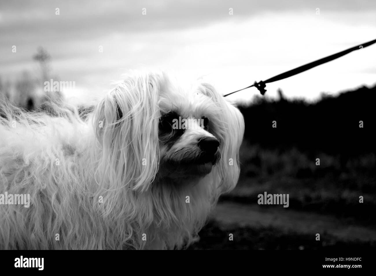 Dog, Dogs, Pooch, Pet, Pets Stock Photo Alamy