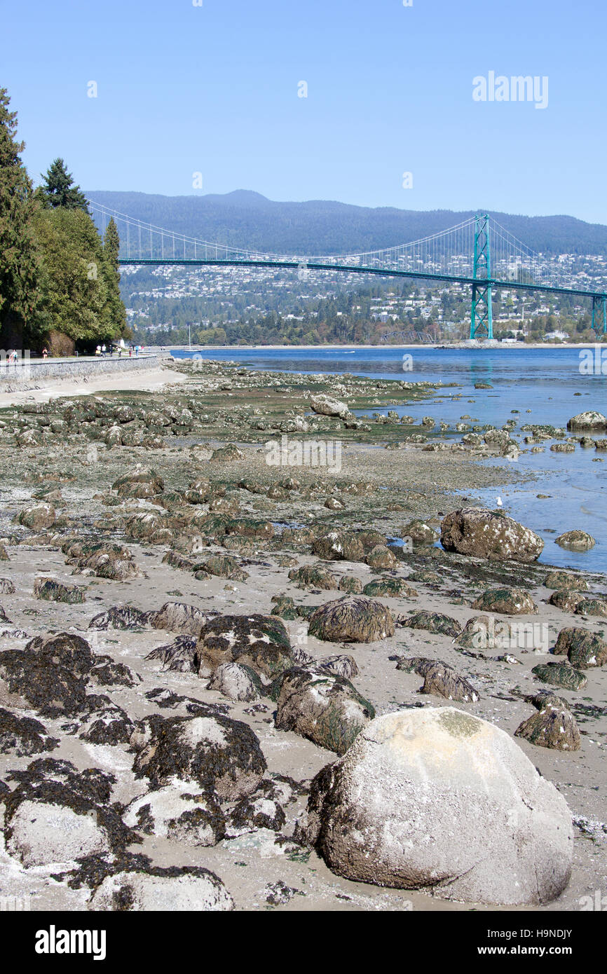 The bottom of Vancouver Harbour shore during the low tide (Vancouver, British Columbia). Stock Photo