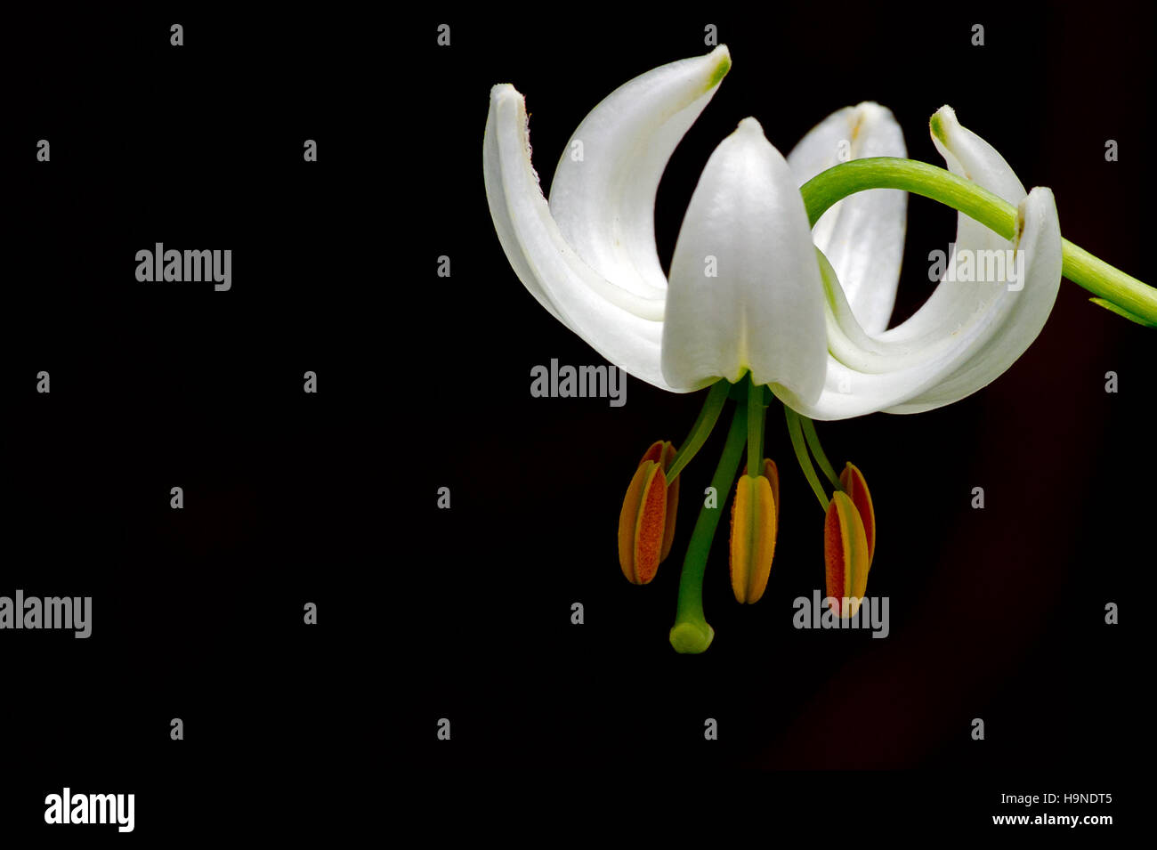 The white form of Lilium Martagon, named 'Album' (Martagon or Turk's cap lily) on a black background Stock Photo