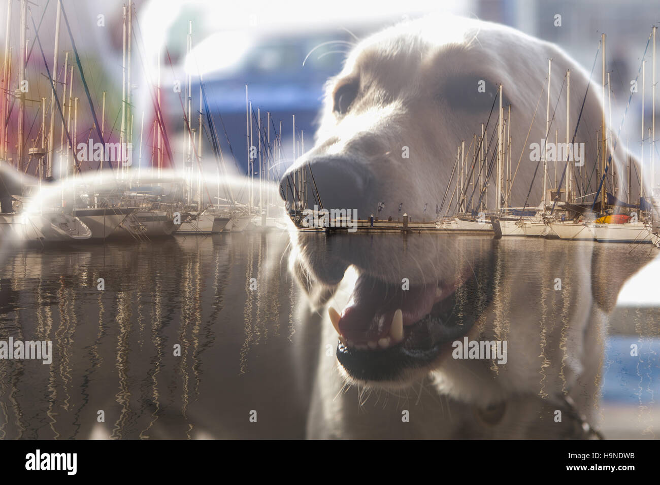 double exposure of guide dog and marina Stock Photo