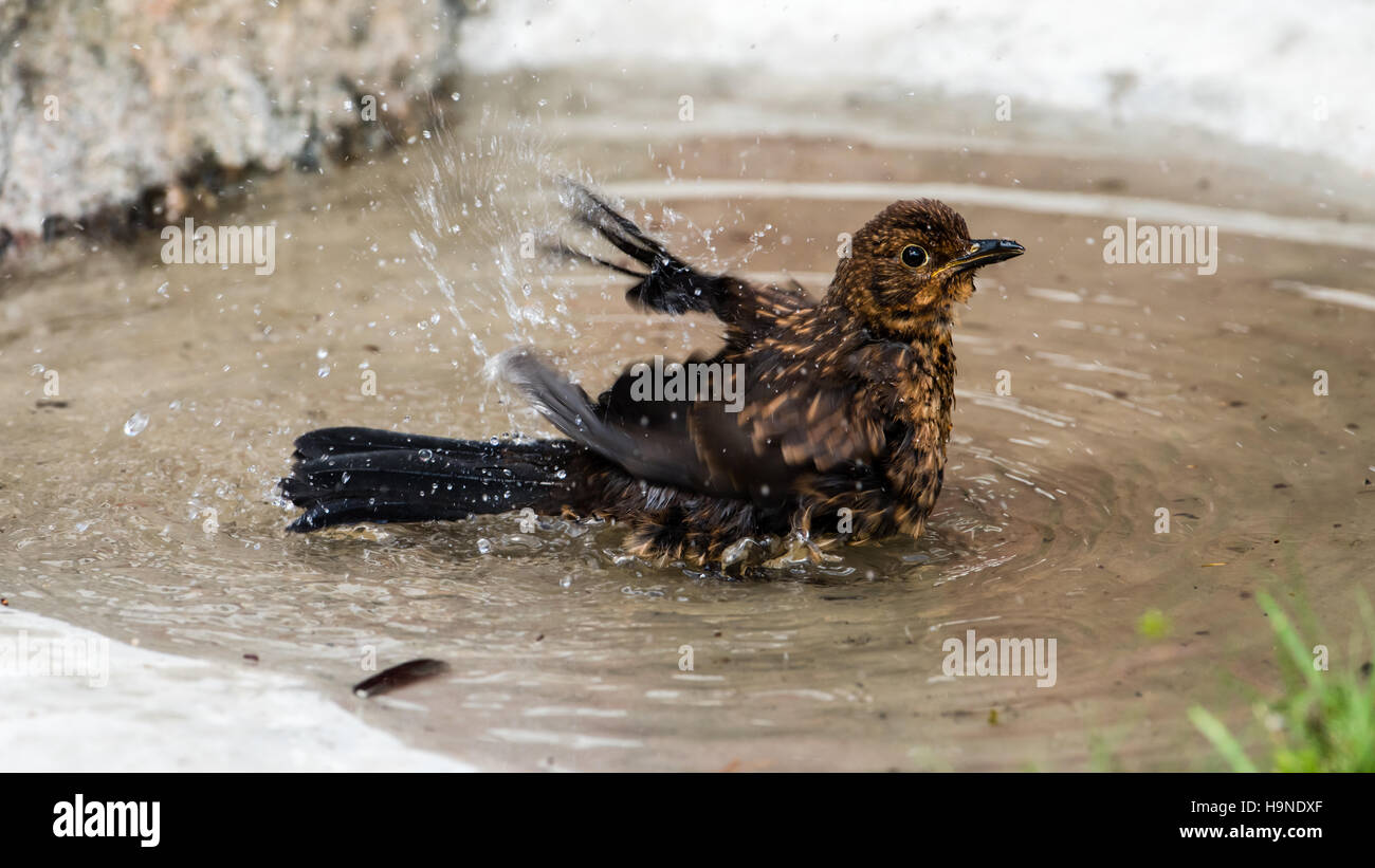 A bathing juvenile Common Blackbird (Turdus merula) Stock Photo