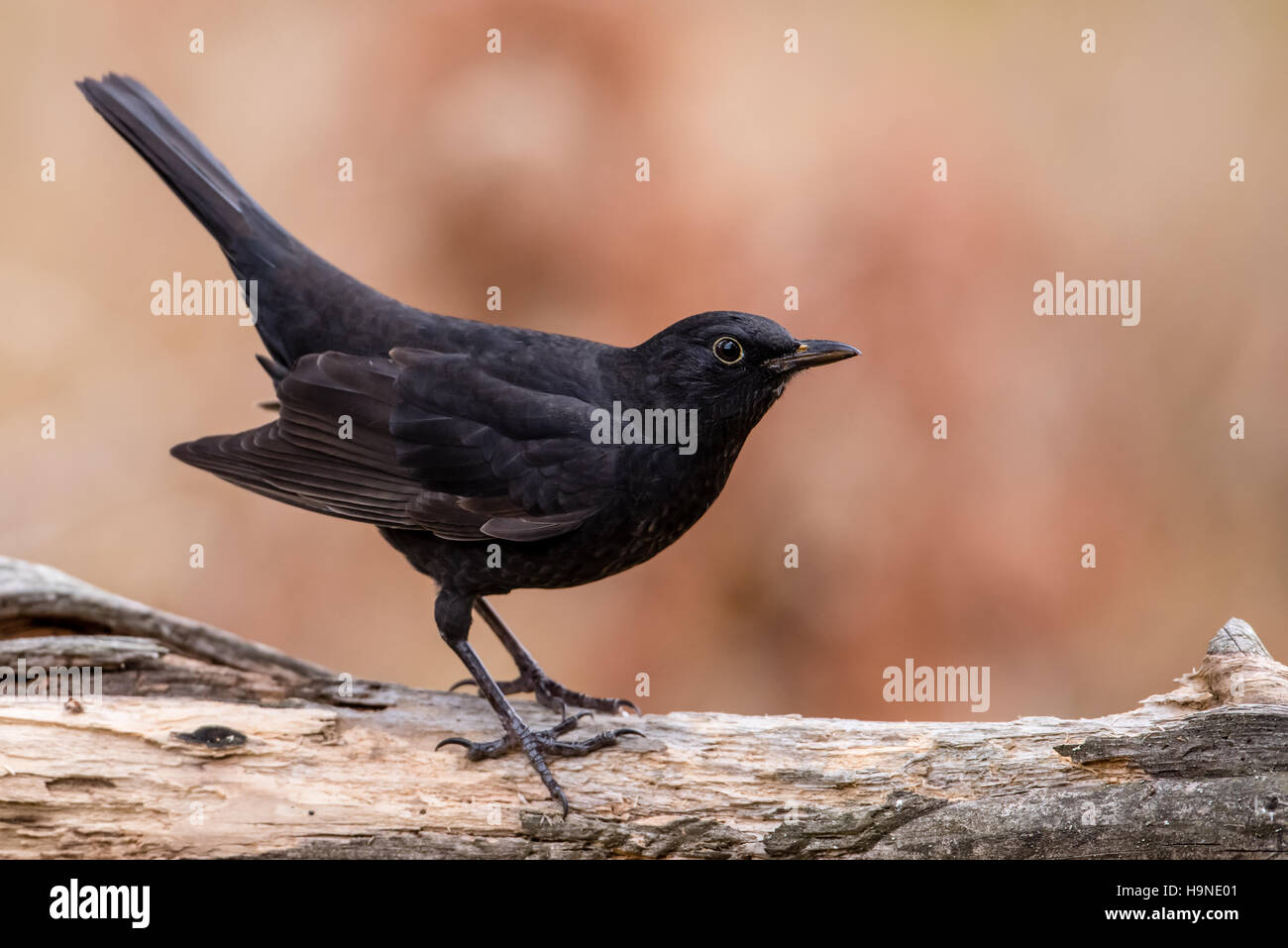 A juvenile male Common Blackbird (Turdus merula) peching on an old branch with a defocused background colored by autumn Stock Photo