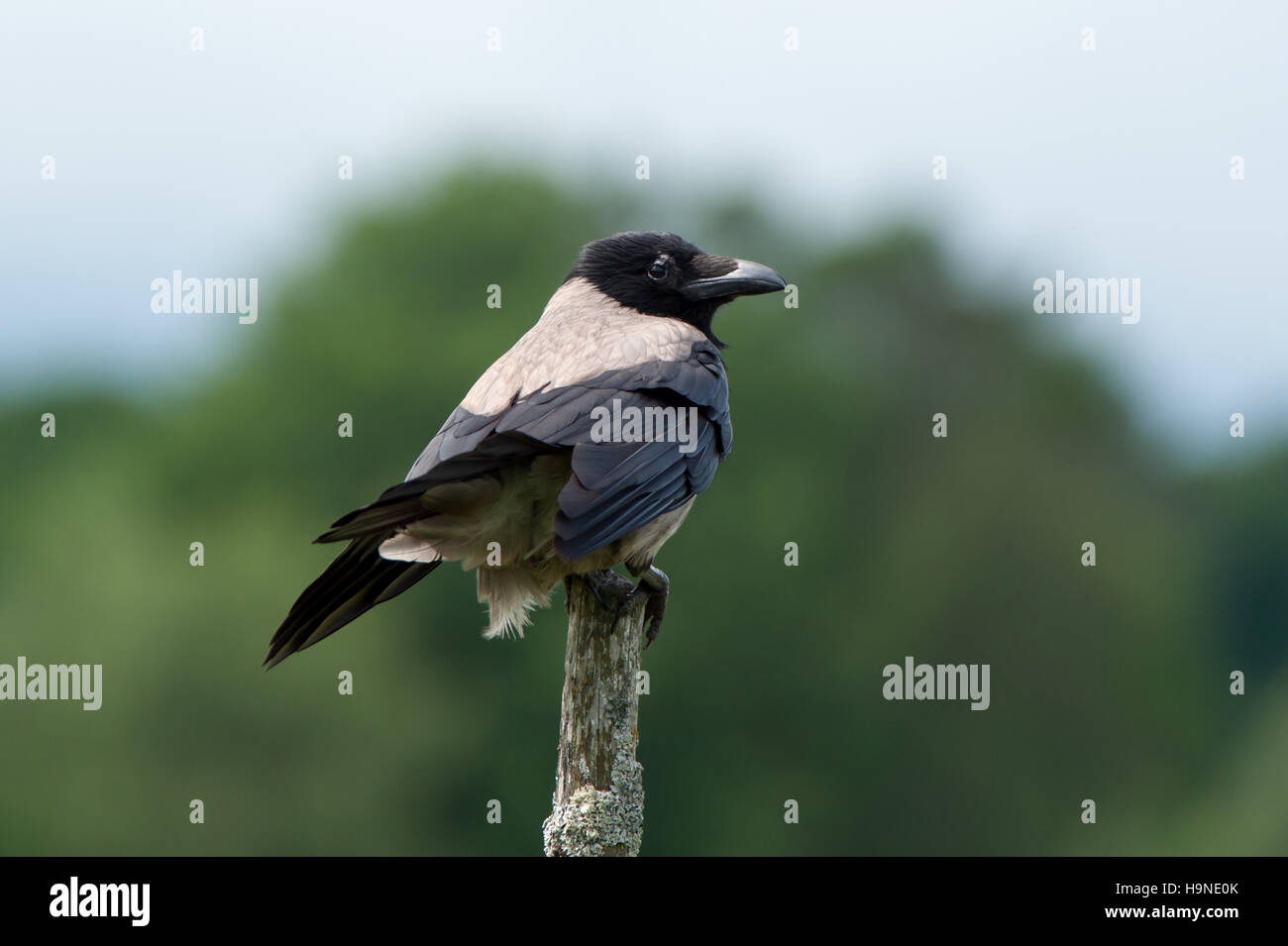 The Hooded Crow (Corvus cornix) or Grey Crow among many names is an ashy grey bird with black head, throat, wings, tail and thigh feathers, as well as Stock Photo