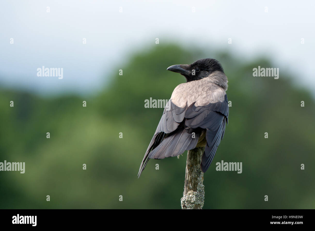 The Hooded Crow (Corvus cornix) or Grey Crow perching on top of a round-pole with defocused trees in the background Stock Photo