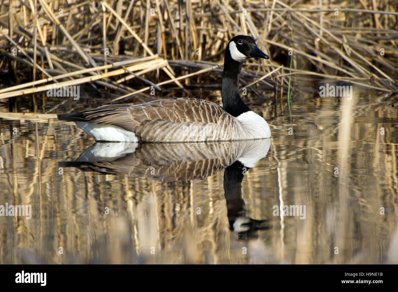 The Canada Goose (Branta canadensis) floating on a calm watersurface with old reed in background. Stock Photo