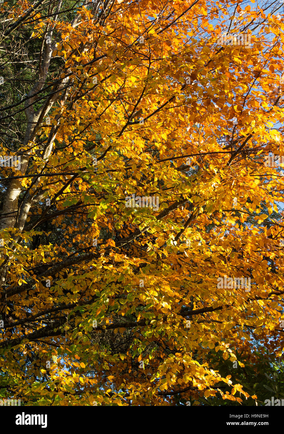 Beautiful Autumn Tints of a Common Beech Tree in a Garden at Rhu near Helensburgh Scotland United Kingdom UK Stock Photo