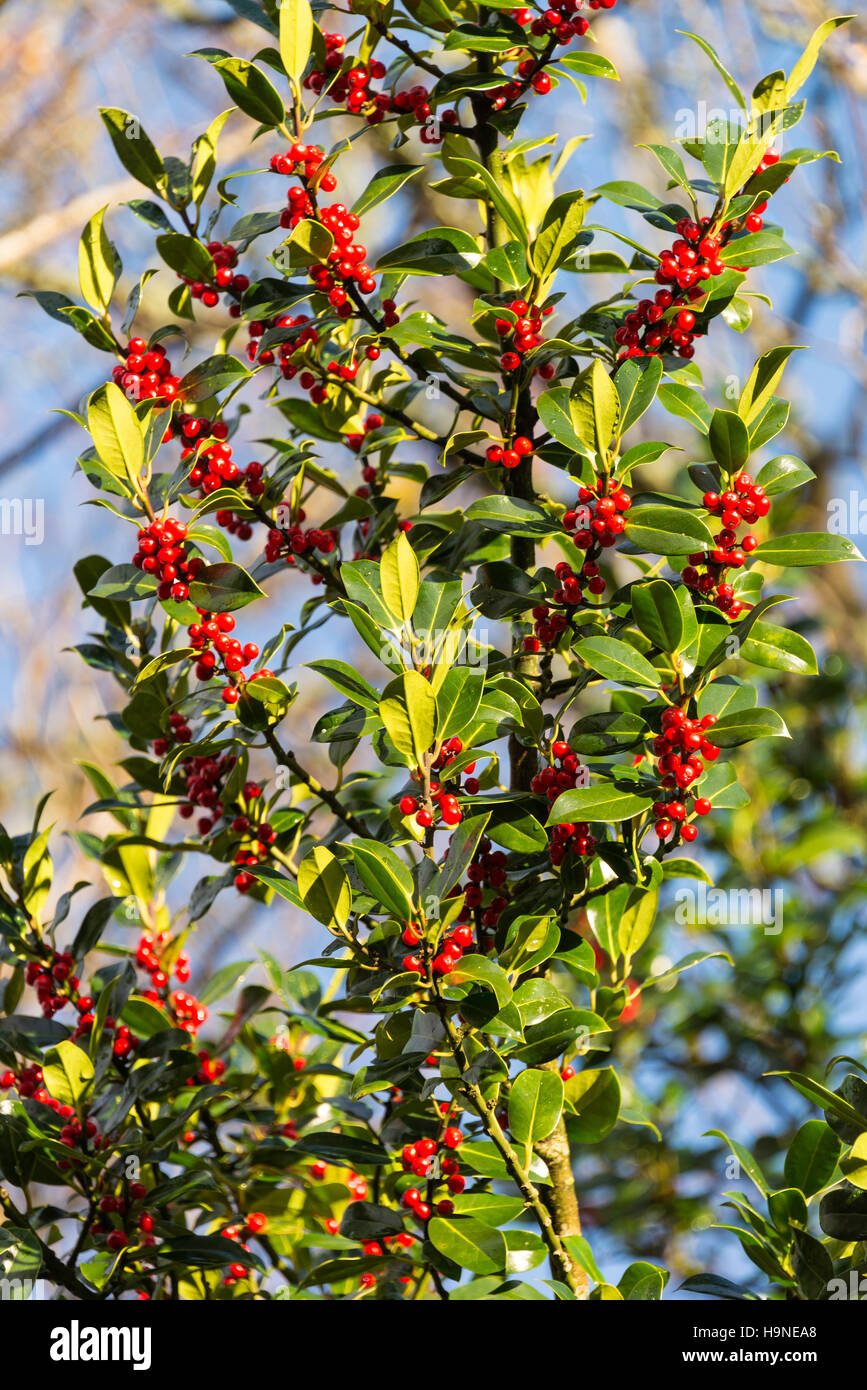 tree with red berries uk
