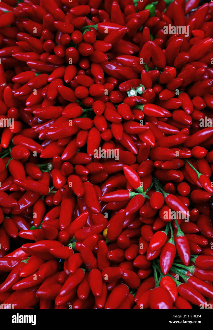 Red hot chili peppers bunches at retail farmers market stall display ...
