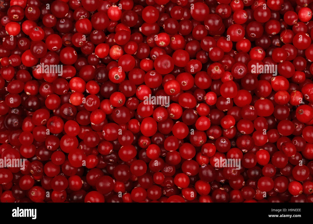 Fresh red ripe cranberries background close up, elevated top view Stock Photo