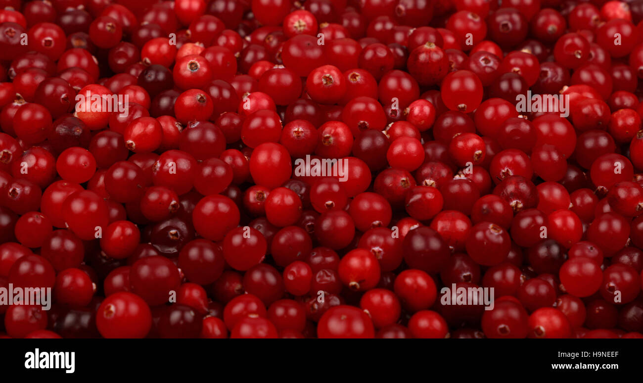 Fresh red ripe cranberries background close up, low angle view Stock Photo