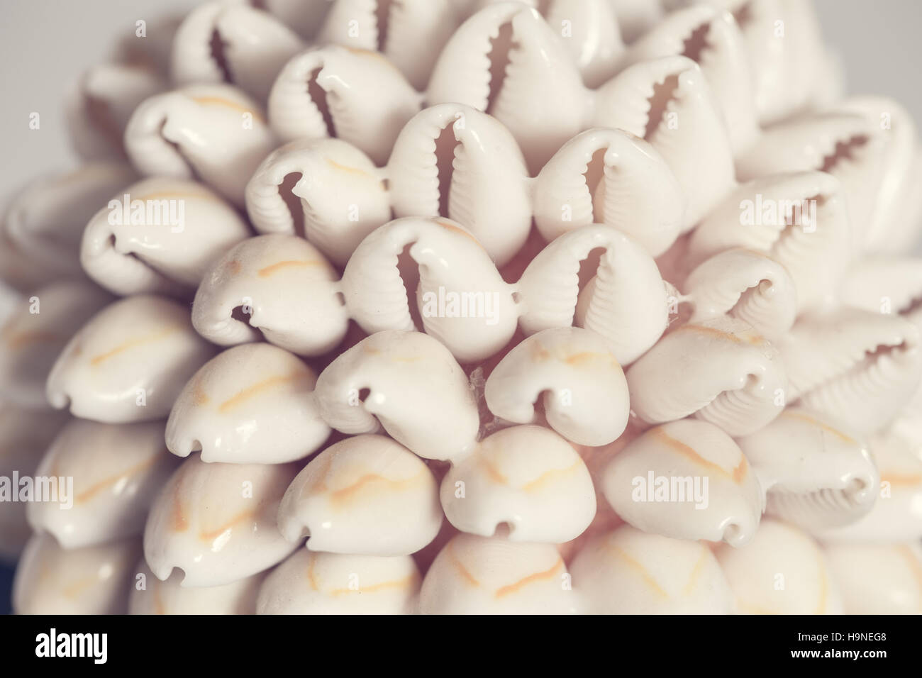 Seashell / cowrie Stock Photo - Alamy