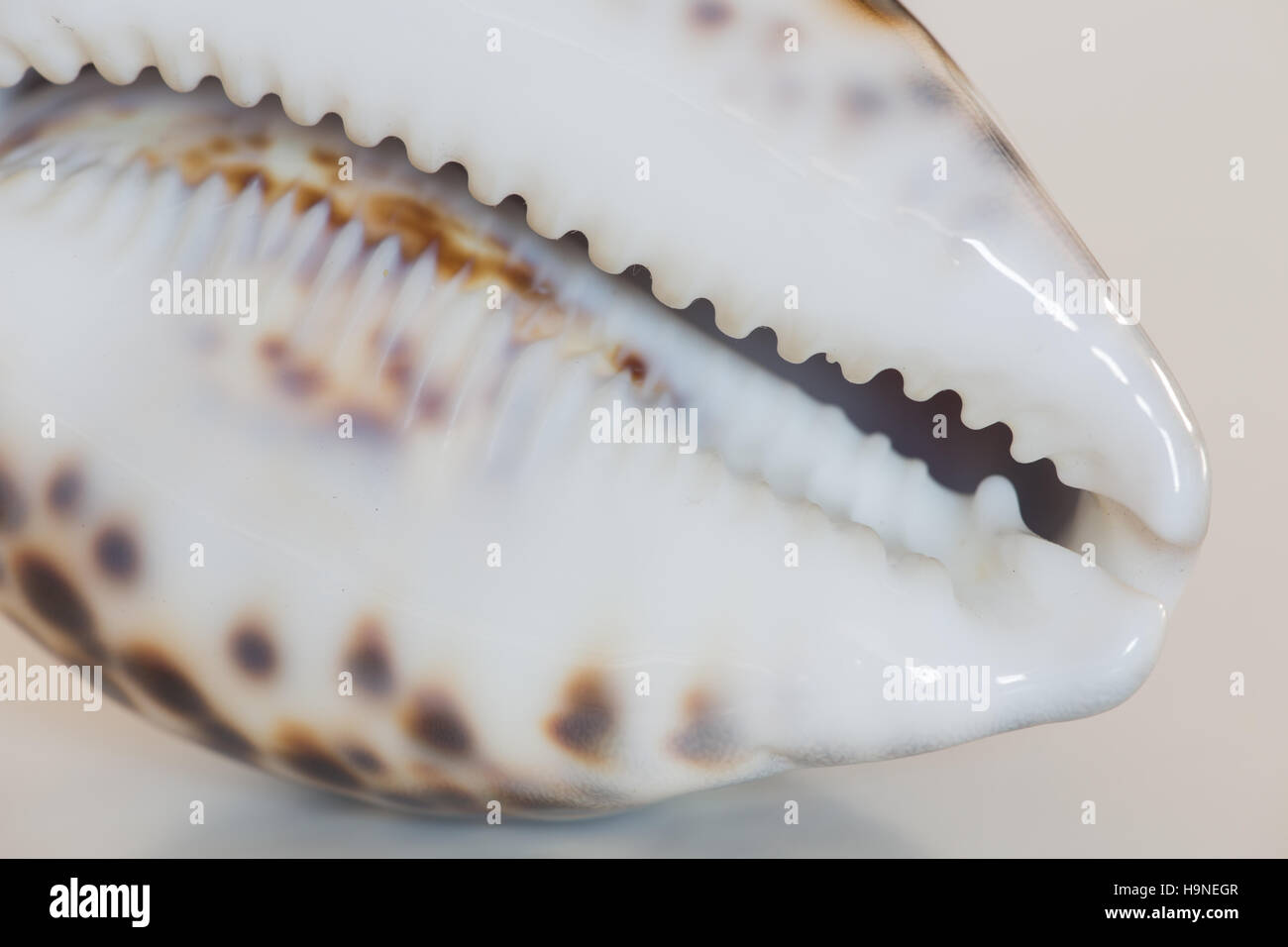 Cowley Shell Seashell / cowrie Stock Photo - Alamy