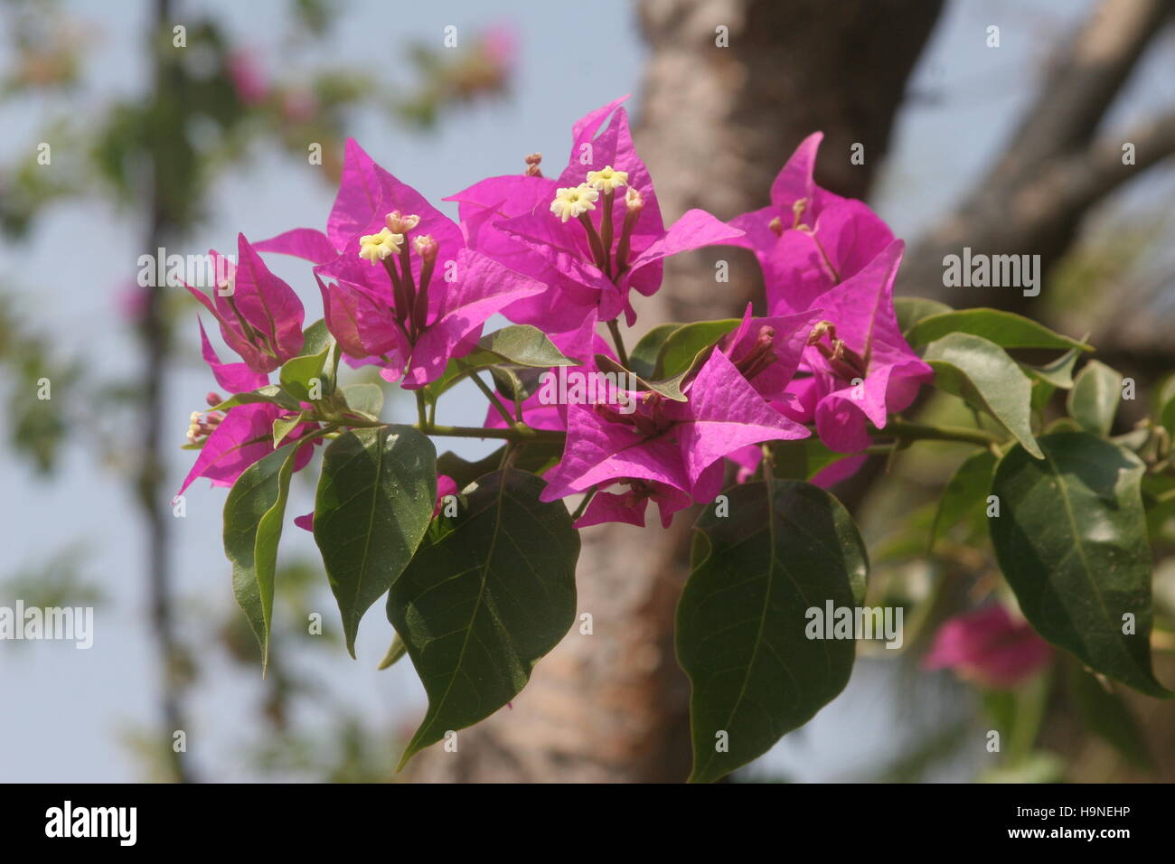Beautiful nice pink Turkish flowers Stock Photo - Alamy