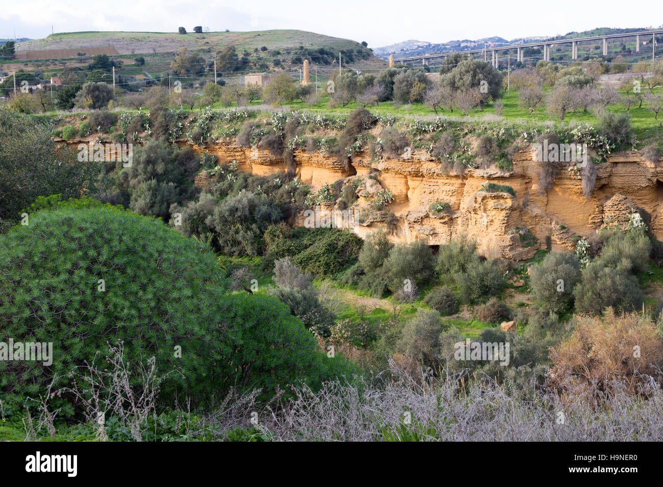 natural flora at Valley of temples in Agrigento in Sicily Stock Photo