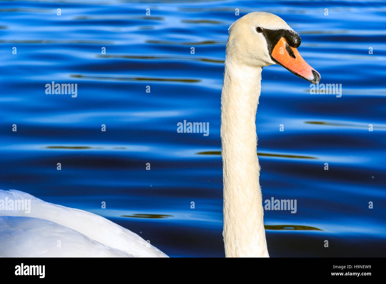 Swan swimming in the Serpentine lake in Hyde Park, London Stock Photo