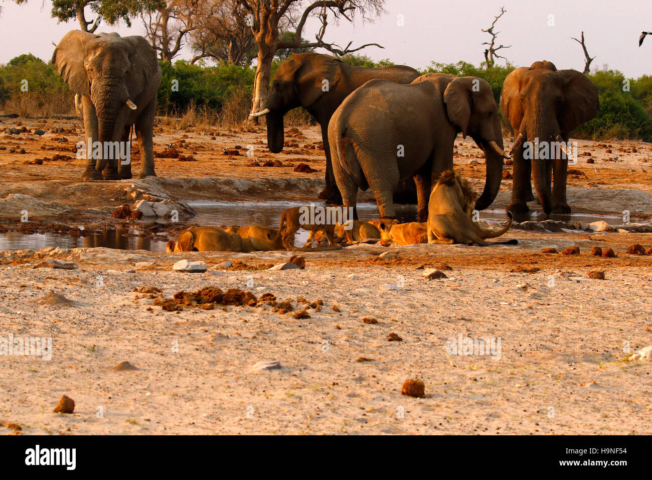 A pride of lions very close to a herd of elephants during a drought at Pump Pan Savuti Botswana Stock Photo