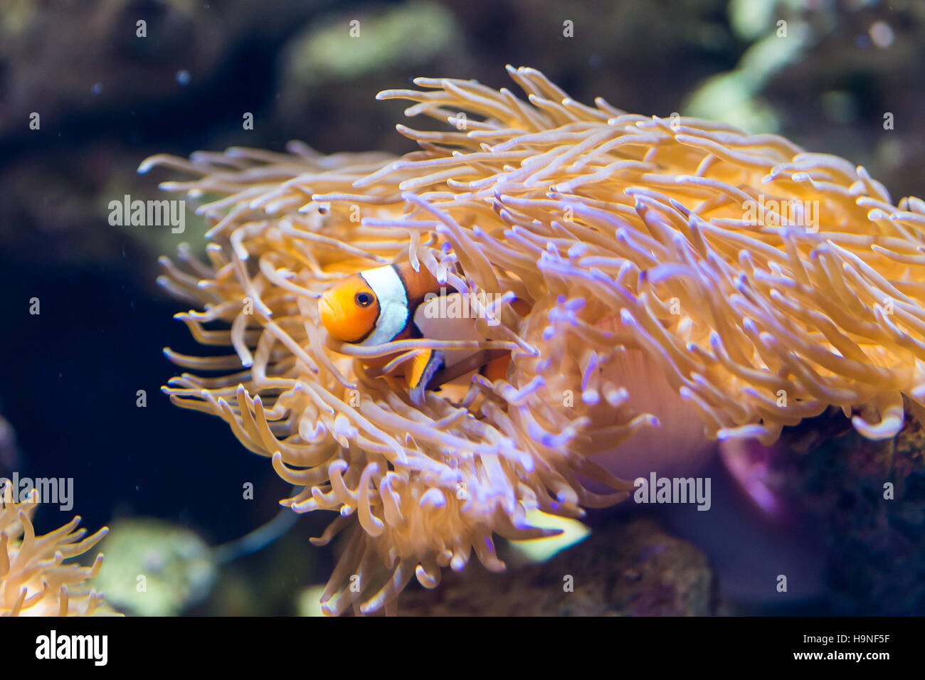 Amphiprion ocellaris - clownfish - saltwater fish Stock Photo
