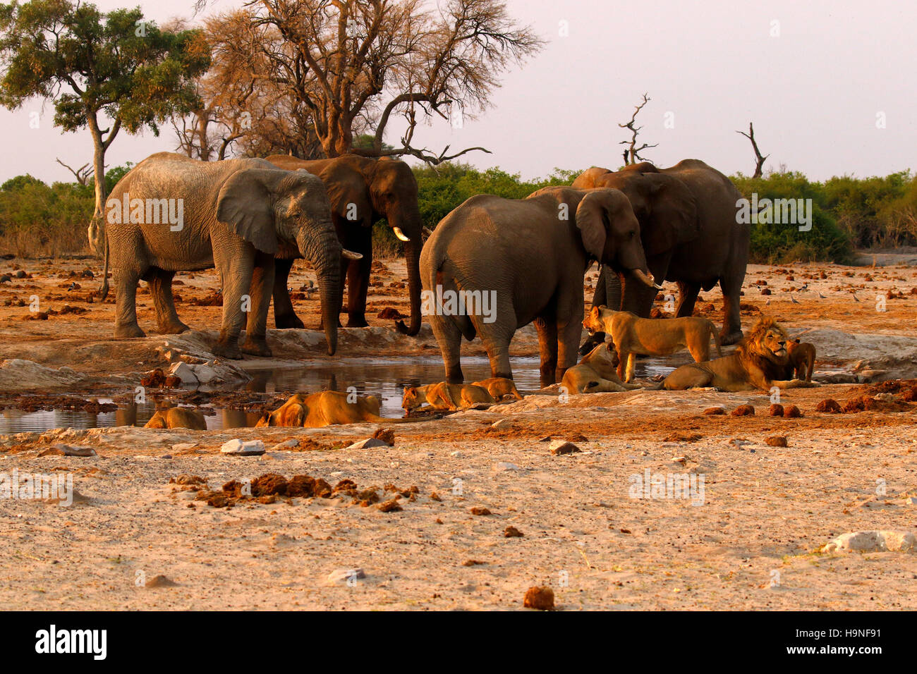A pride of lions very close to a herd of elephants during a drought at Pump Pan Savuti Botswana Stock Photo