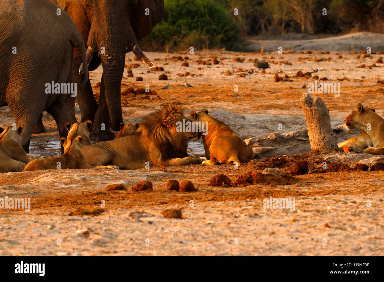 A pride of lions very close to a herd of elephants during a drought at Pump Pan Savuti Botswana Stock Photo