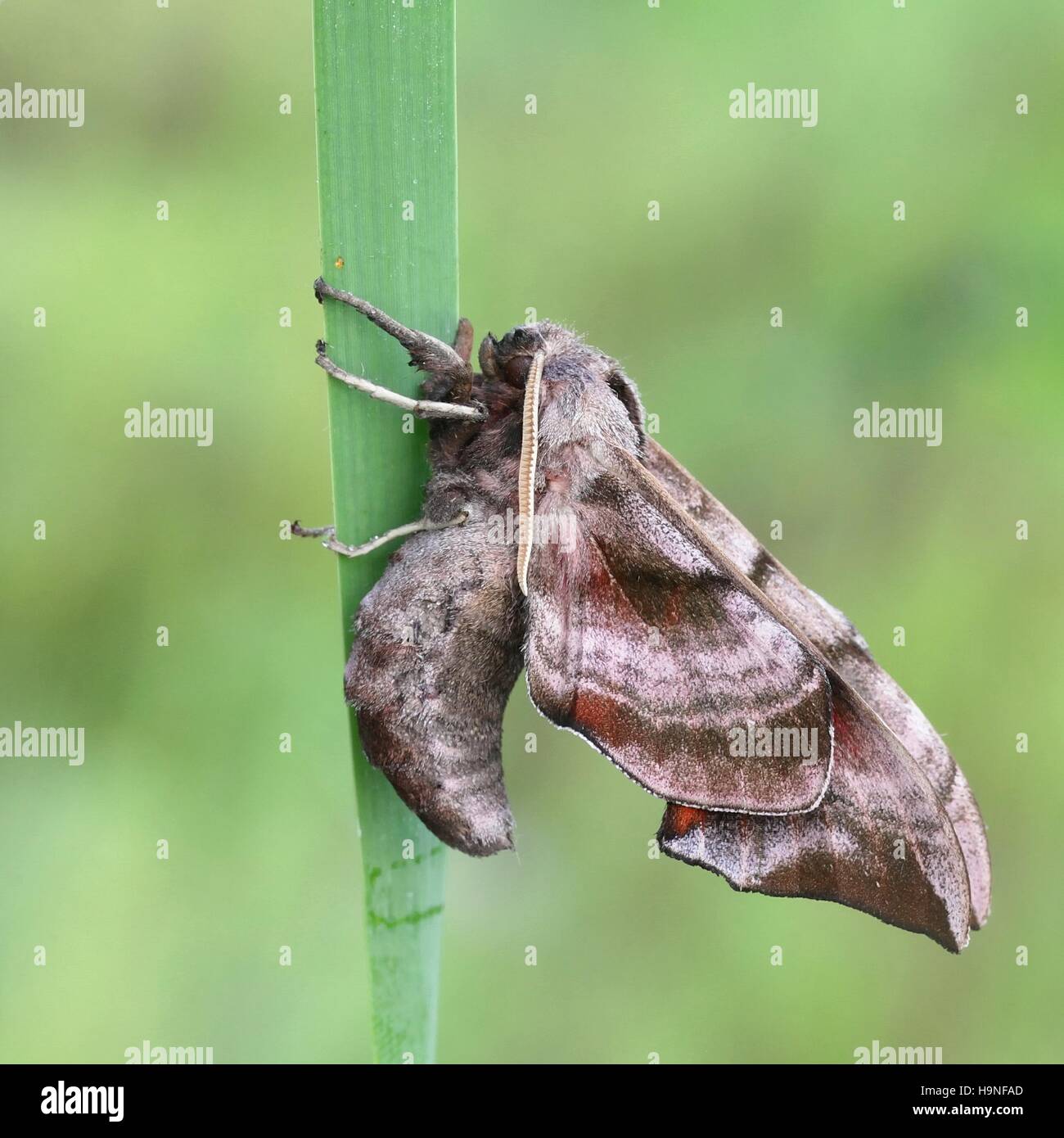 Eyed hawk-moth,  Smerinthus ocellatus Stock Photo