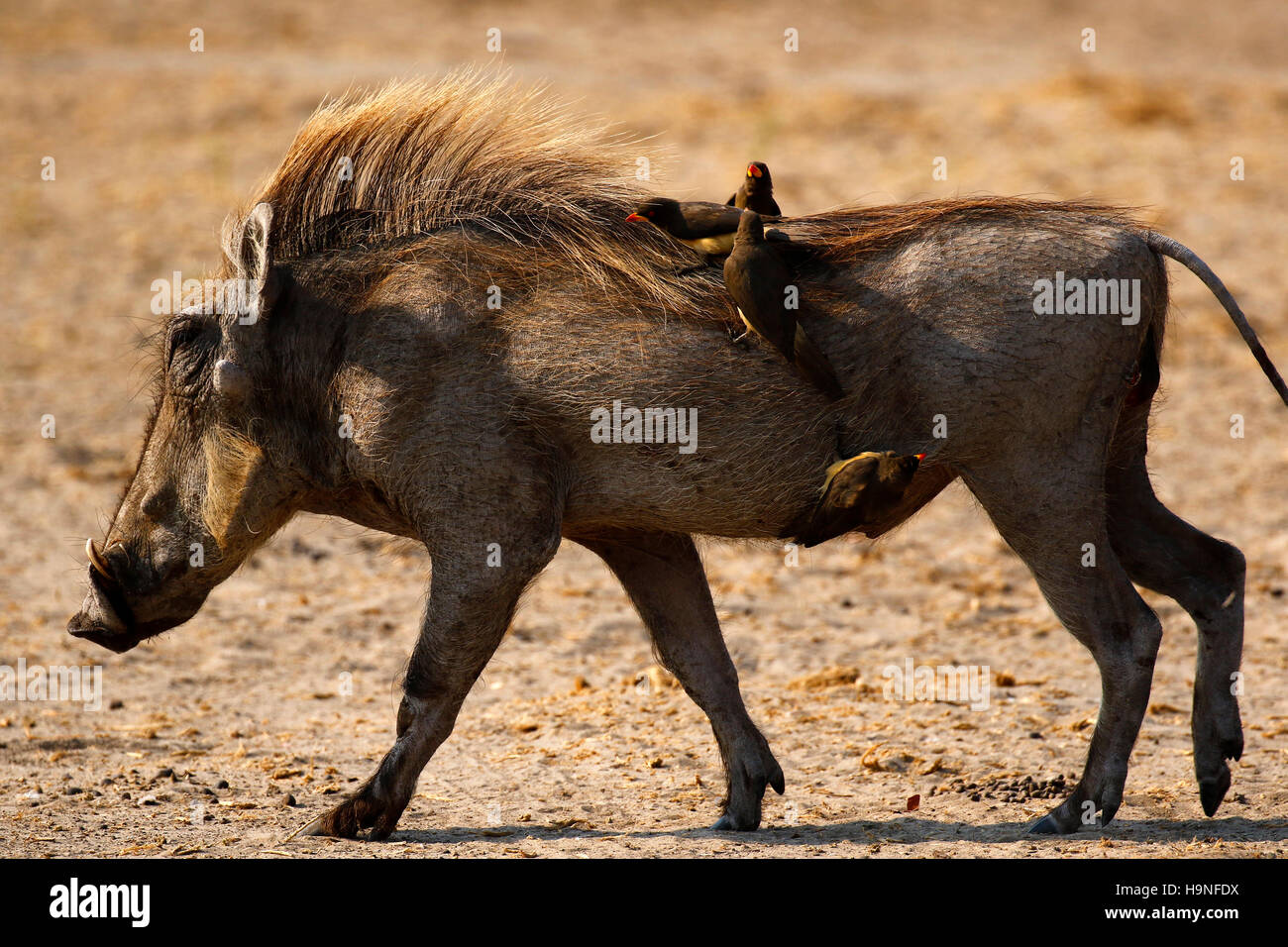 African Wart Hogs are cute little chaps these have some Oxpeckers attached to them cleaning off the bugs on their skins Stock Photo