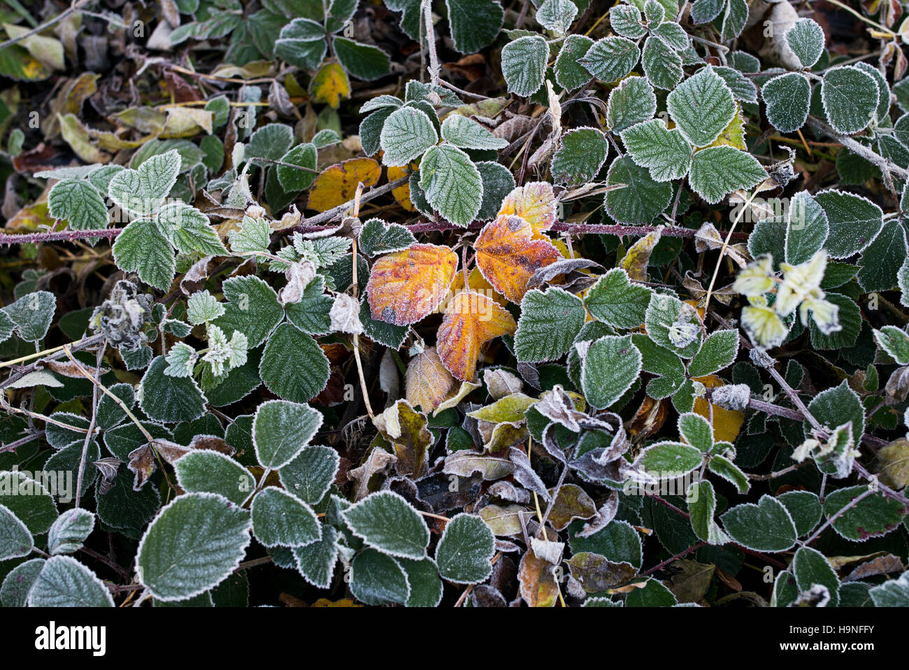 Rubus fruticosus. Blackberry leaves in the autumn frost changing colour Stock Photo