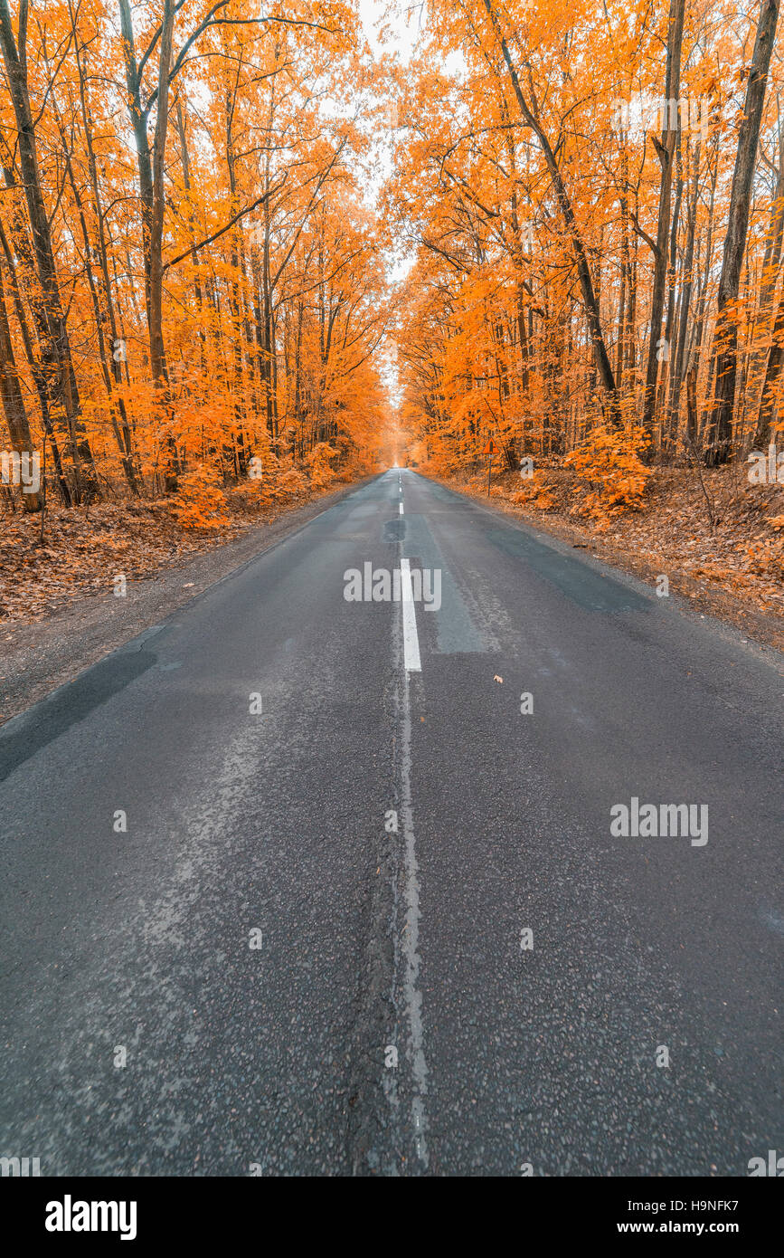 asphalt road in the colorful autumn forest Stock Photo - Alamy
