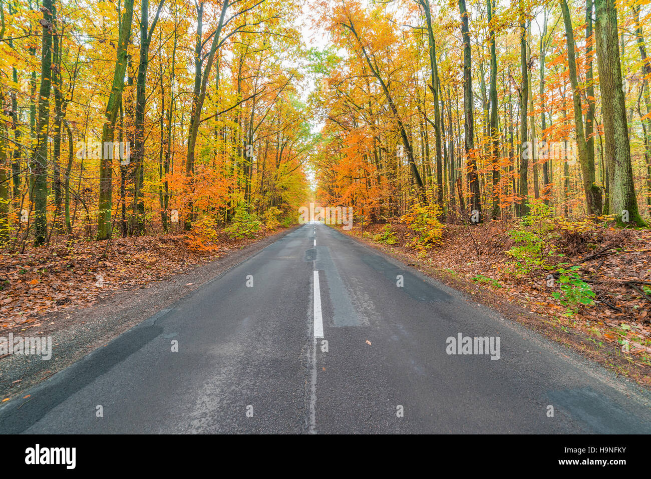 asphalt road in the colorful autumn forest Stock Photo - Alamy