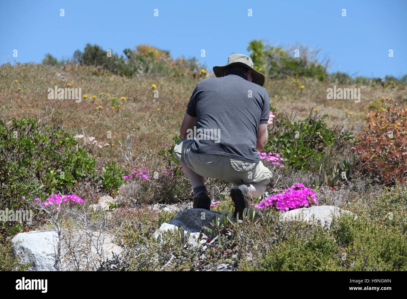 Study of South African flora at Cape Columbine Nature Reserve Stock Photo