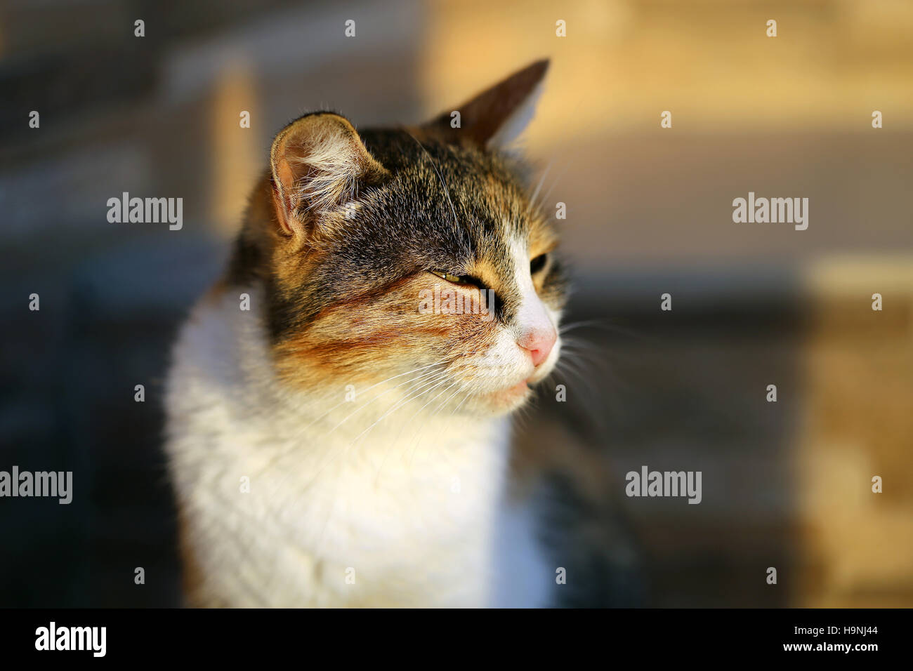 Photo portrait of a cat at sunset Stock Photo - Alamy